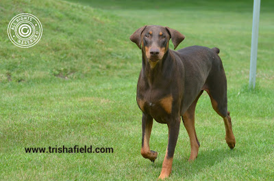 Red/rust Doberman