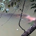 Rekaman Video Buaya Antar Mayat ke Pinggir Sungai Gegerkan Warga