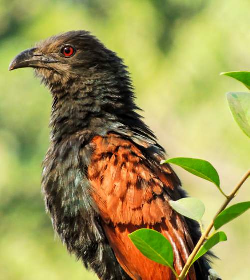 Indian birds - Picture of Greater coucal - Centropus sinensis