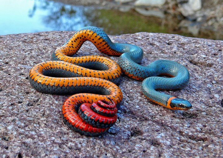 Zmije Regal+Ring-necked+Snake