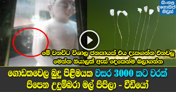 Buddhist Udumbara Flowers found in Godakawela Buddhist Udumbara Flowers found in Godakawela
