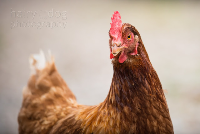 Photo of a chicken by Jamie Emerson