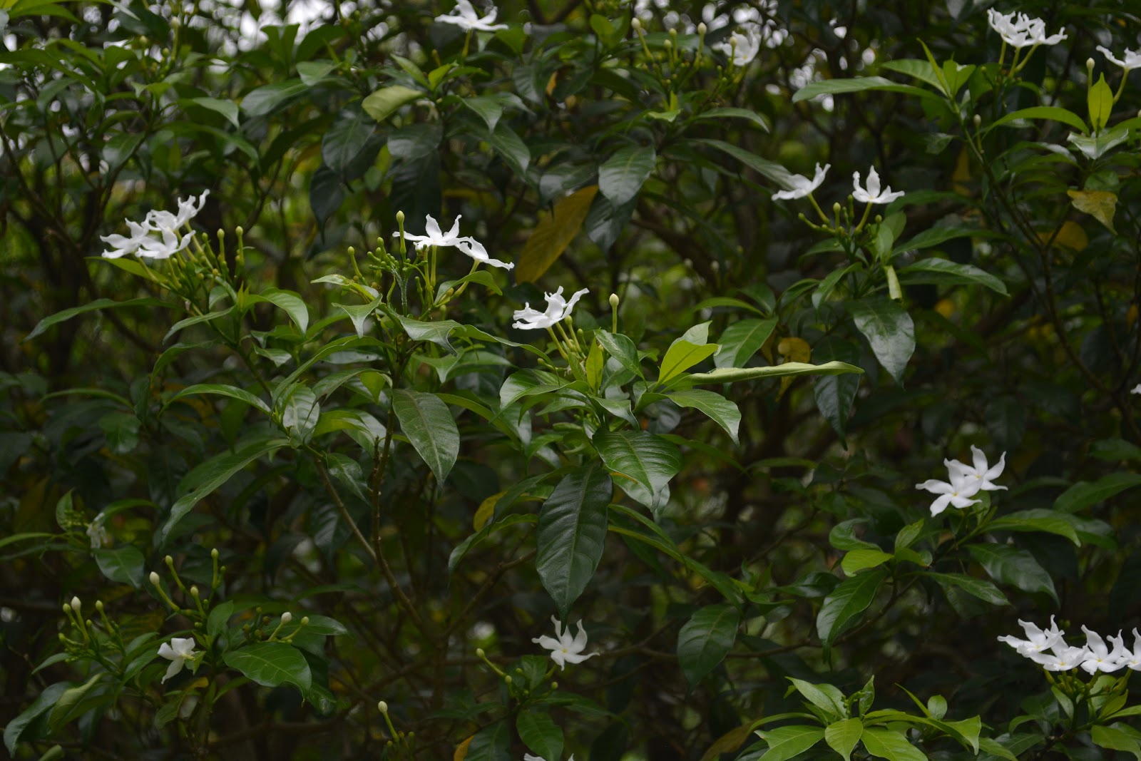 Tanaman Hias Berbunga Indah, Pinwheel Jasmine – Tabernaemontana divaricate  - PLANTER AND FORESTER