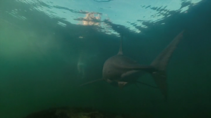 охотник на акул