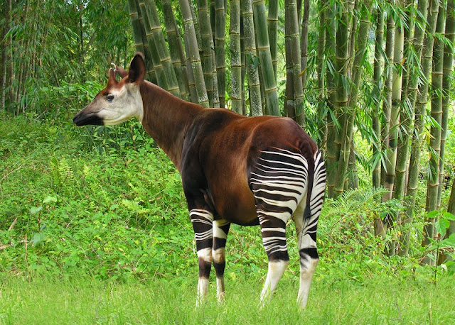 Rainforest Animals - Okapi ~ 1 Best Thing