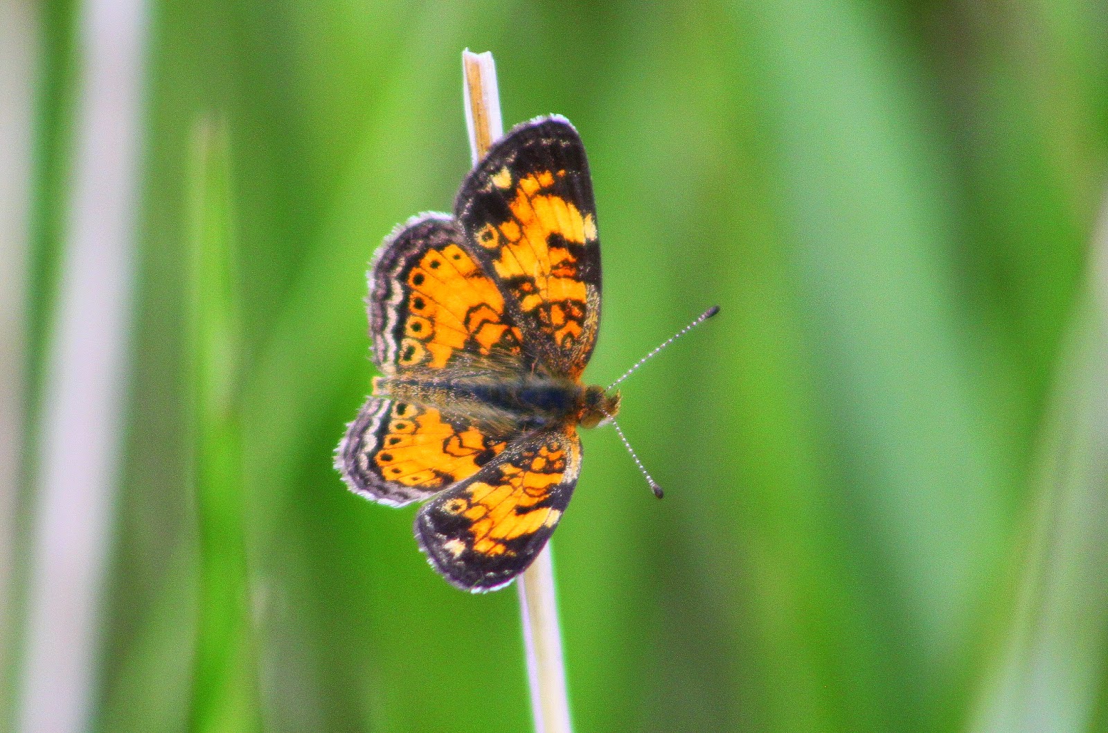 3 Valleys Birding Canada Butterflies