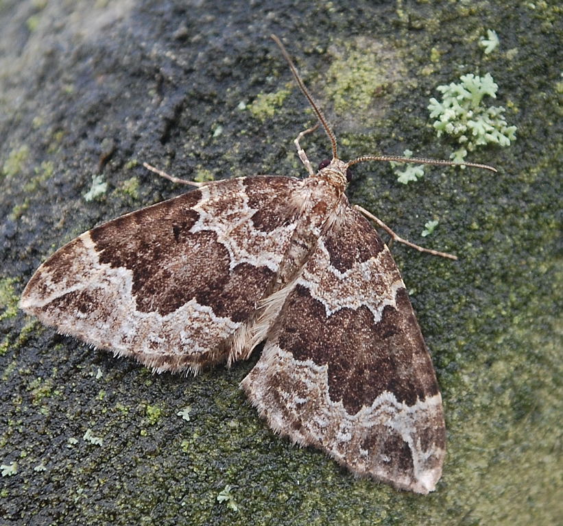Little Hadham Birding Millennium Wood moth night