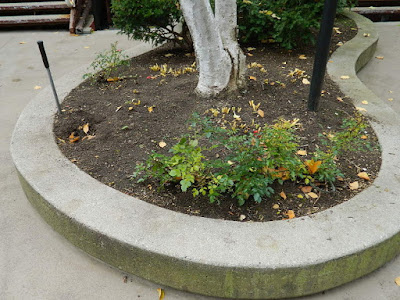 Garden District Toronto Fall Cleanup After by Paul Jung Gardening Services--a Toronto Organic Gardening Company Garden District Toronto Fall Cleanup After by Paul Jung Gardening Services--a Toronto Organic Gardening Company