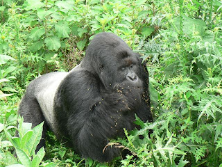 A Silverback Mountain Gorilla