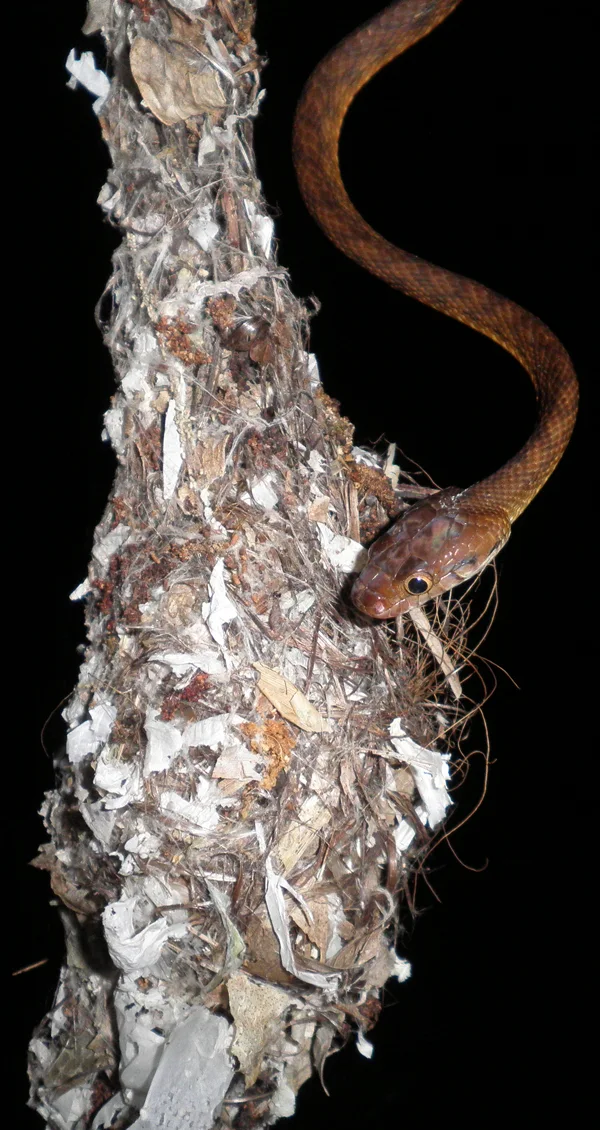 Snake entering the nest