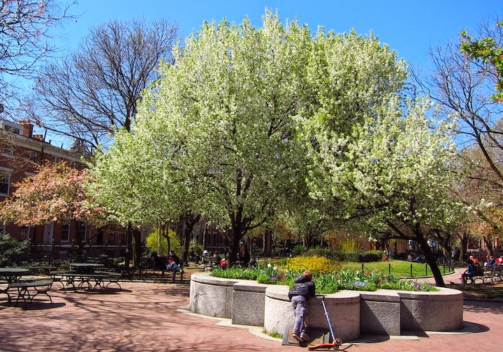 Cobble Hill Association: Volunteer at Cobble Hill Park, Tuesdays @ 7 am