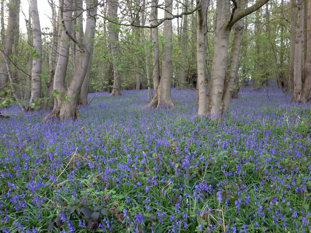 Bluebell woods Bluebells woods
