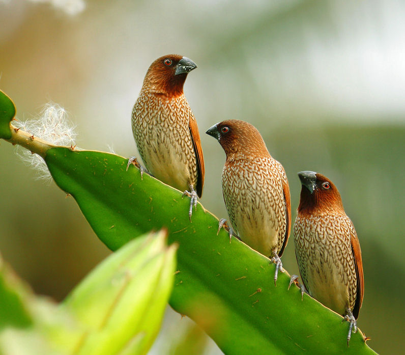Aves y pajarillos del paraíso (Paradise Birds)
