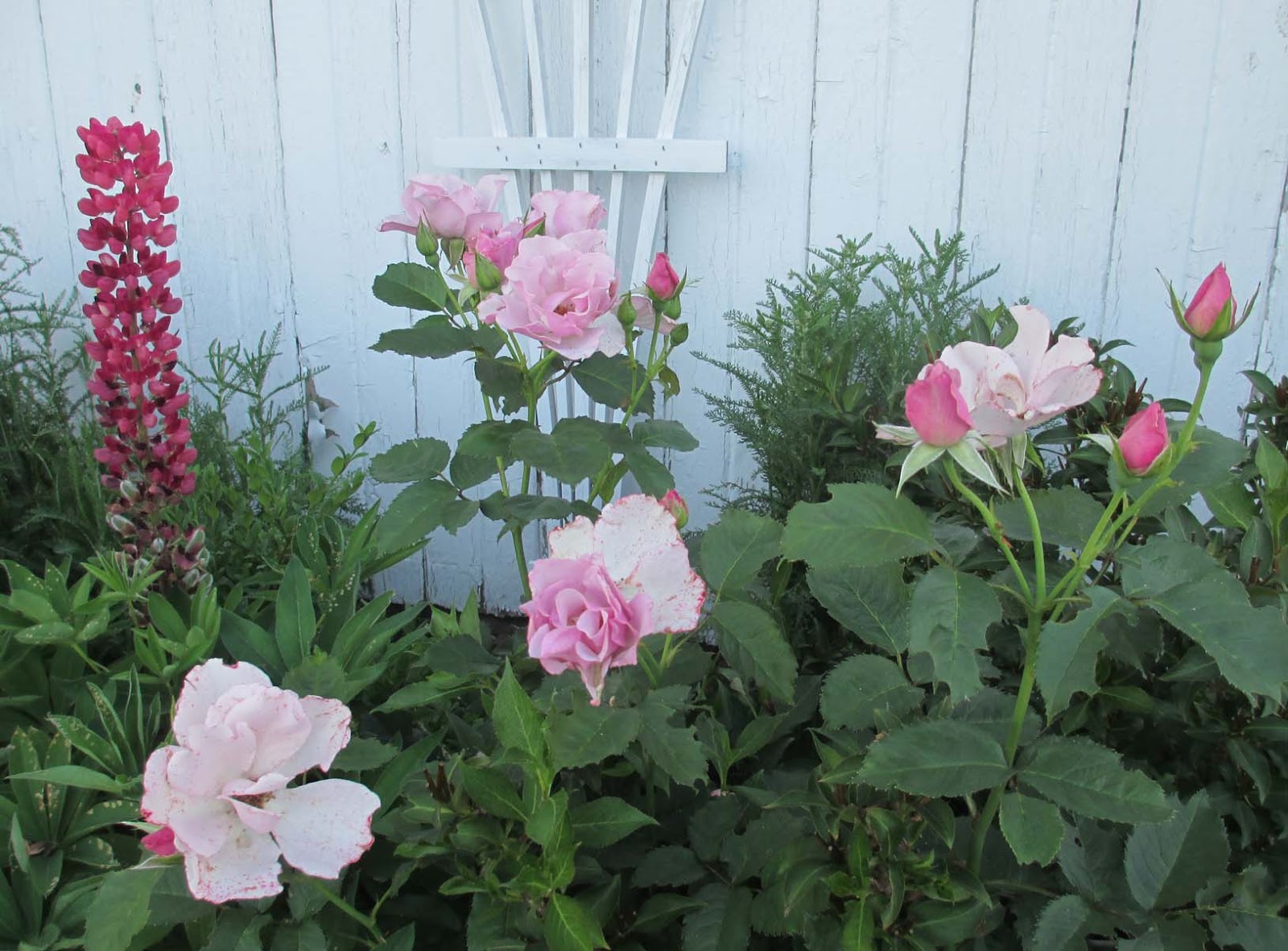 Garden Fancy June Flowers