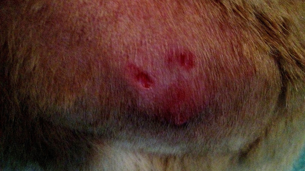Rabies - Treating Dog Bite