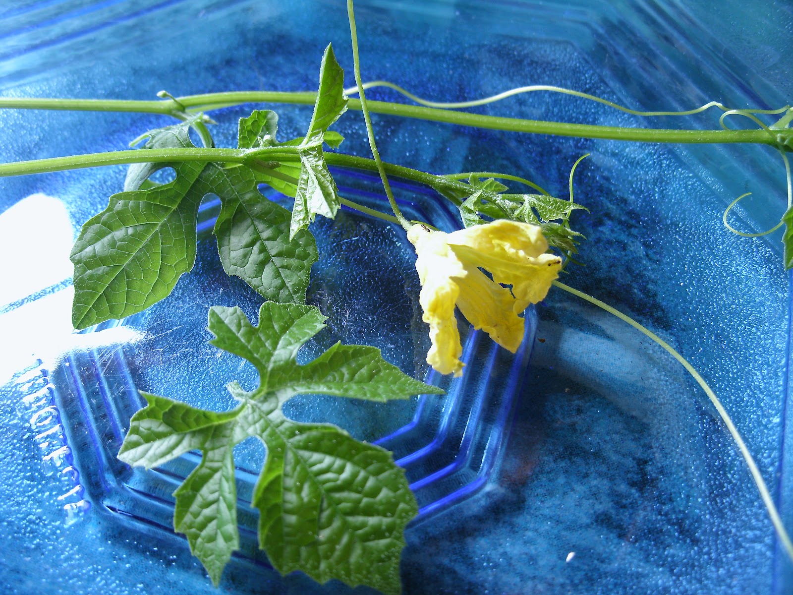 Herbal Cure AMPALAYA Health Benefits and Side Effects