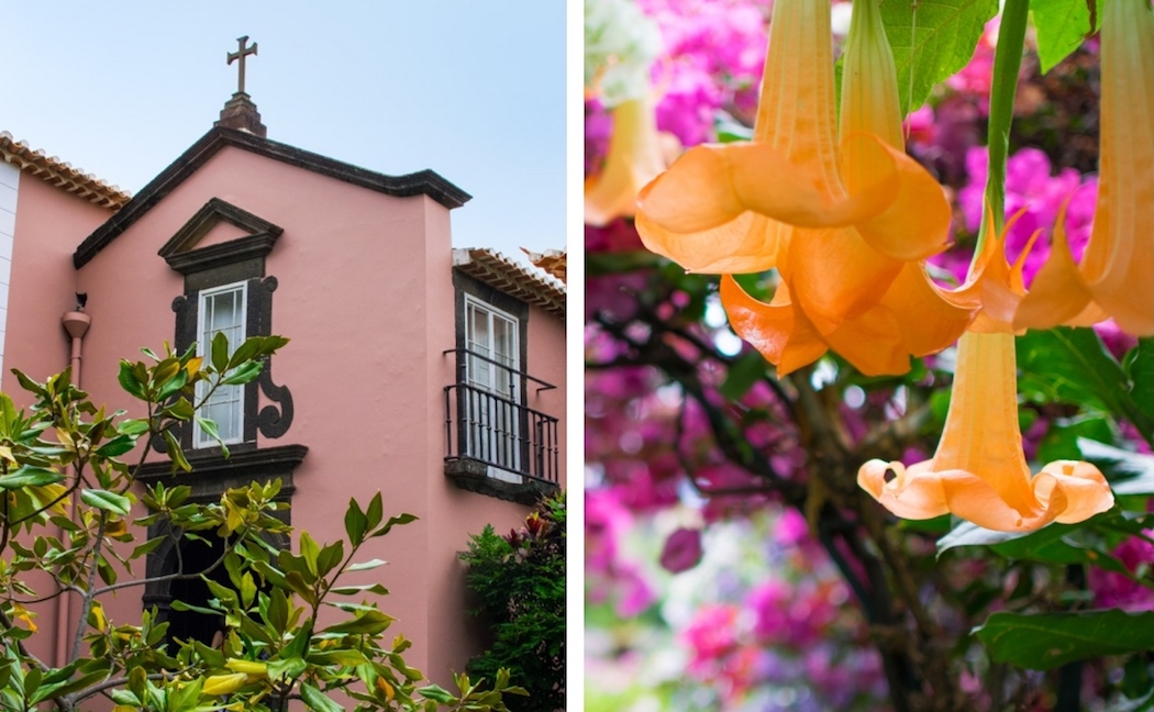 Tropical flowers in Funchal, Madeira