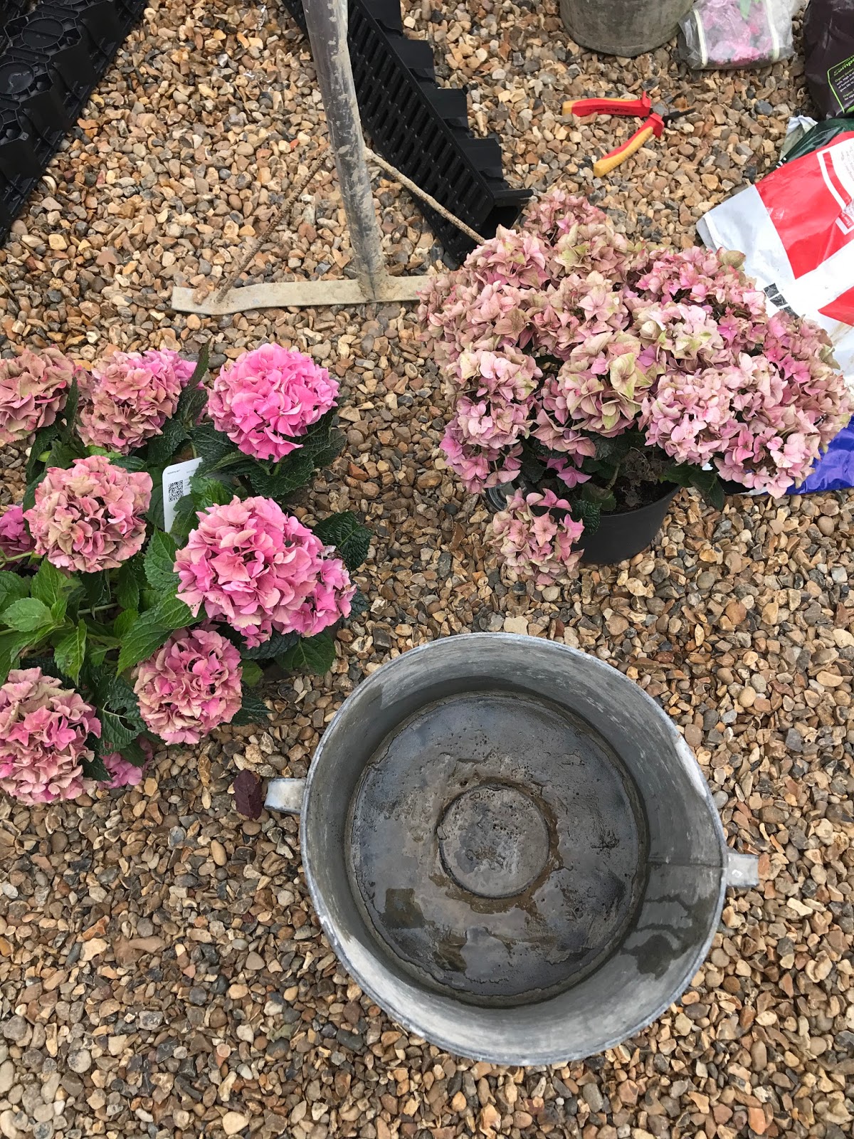 Little Lime Hydrangea