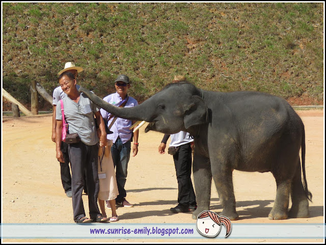 All about Elephants @ Kenyir Elephant Village, Terengganu