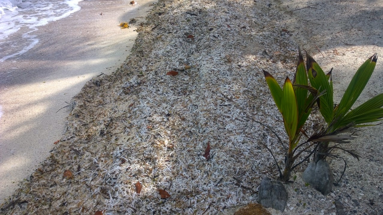 Blackadore Caye Belize Beach Sea Grass