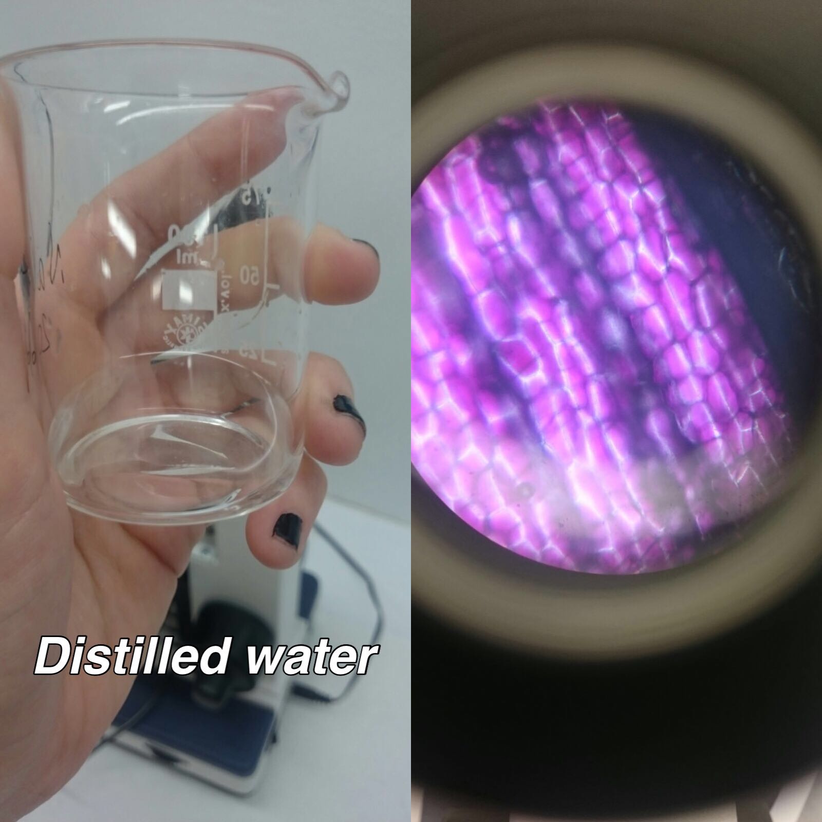 Dania's science lab blog RED ONION OSMOSIS