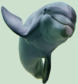 I delfini, le balene e il ghiozzo (Esopo)