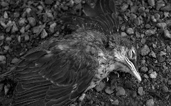 bird fly dead wing looking still