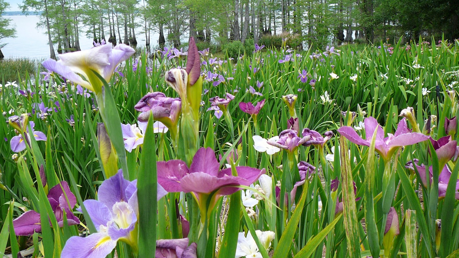 World of Irises Louisiana Iris Bloom Season on Caddo Lake