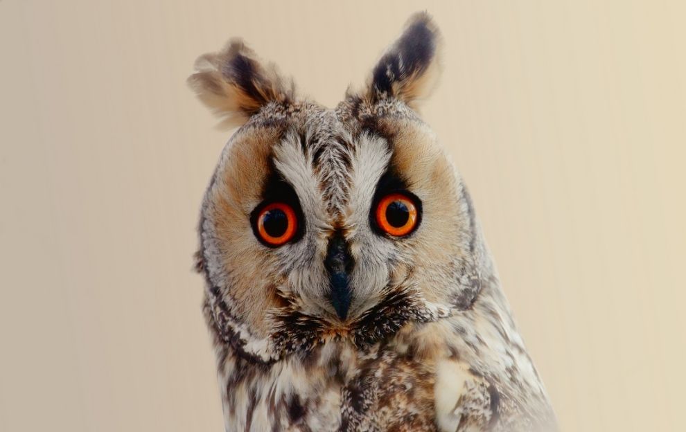 14. Photograph Owl eyes by Murat Çalışkan