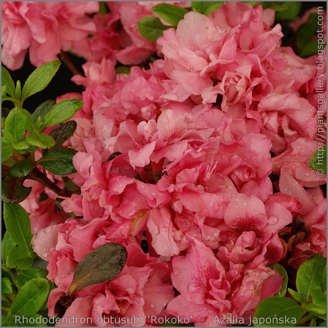 Rhododendron obtusum 'Rokoko'  -  Azalia japońska  'Rokoko' kwiaty