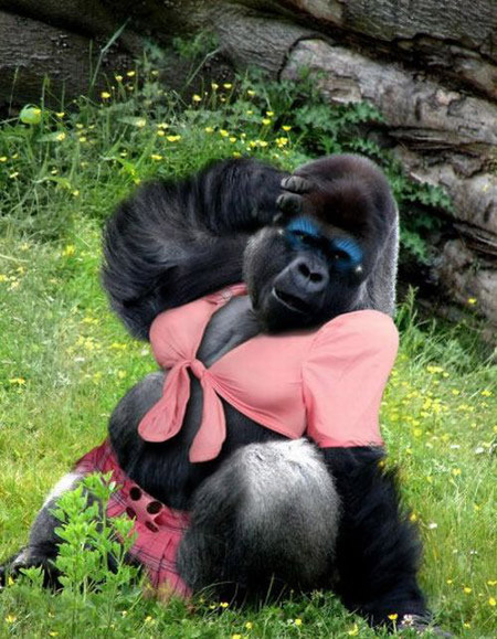 Funny+Gorilla1.jpg
