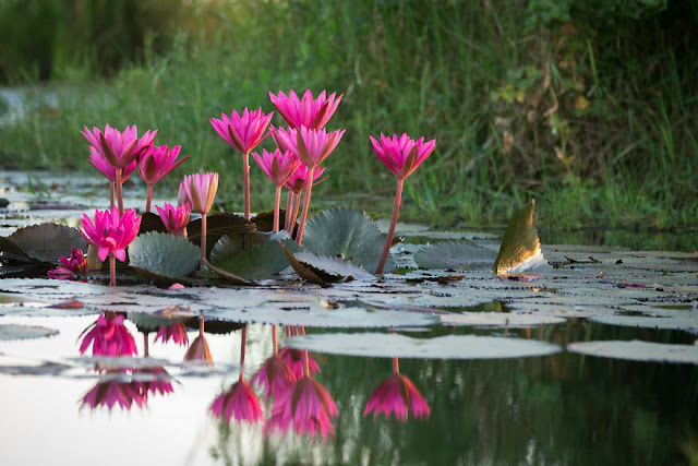 شاهد سحر بحيرة اللوتس الأحمر في تايلند I-visited-the-red-lotus-sea-in-Thailand-57b3168a556bb__880