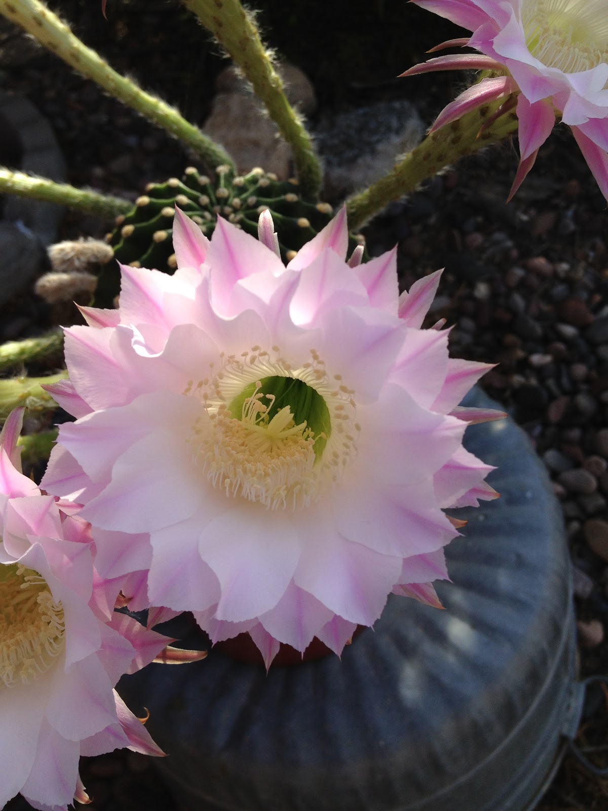 Touch the wind... Easter Lily Cactus