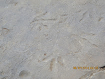 Dinosaur footprints at Quithing, Lesotho
