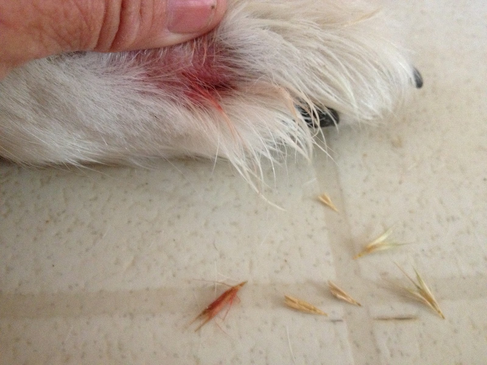 LIVESTOCK GUARDIAN DOG BLOG Foxtails! Protect Your Livestock Guardian