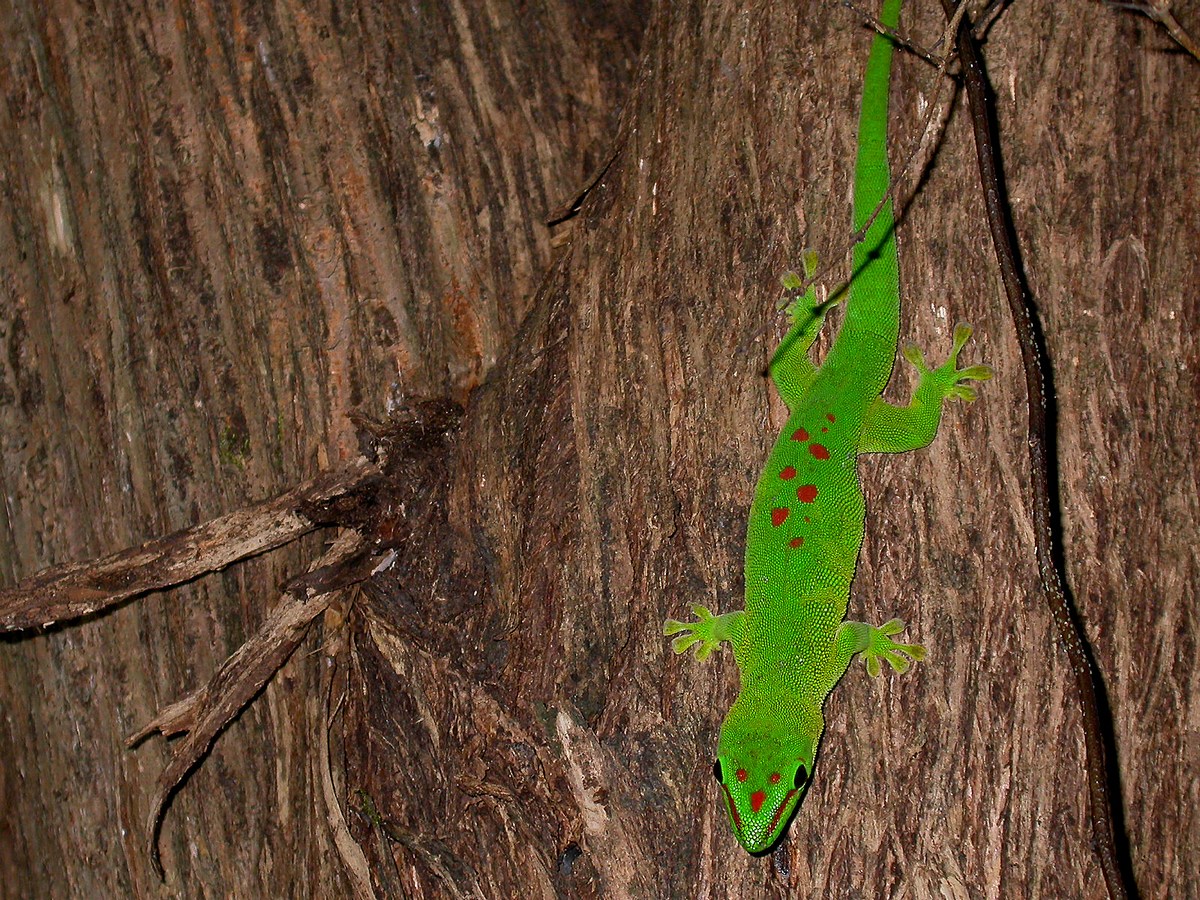 Phelsuma madagascariensis