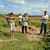 Agricultores da BA colhem mandioca 'gigante' de 5 metros de comprimento e cerca de 20 kg     