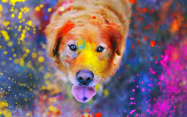 Holi Festival Dog