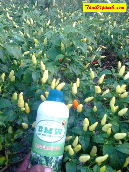 Tak hanya hormon pemacu munculnya buah, ternyata POC BMW juga dapat mengatasi penyakit tanaman. :)