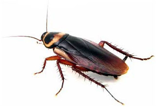Cockroach Cockroach baghaane ke gharelu nuskhe aur upay. Home Remedies for Cockroach in Hindi/Urdu.