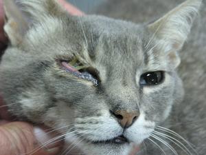 infección viral del ojo de gato