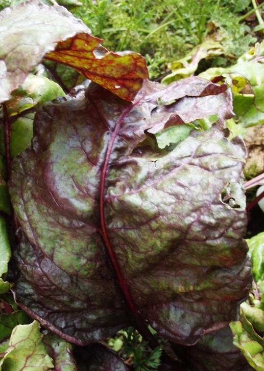Roots 'n' Shoots Beetroot How To Grow Vegetable of the Month