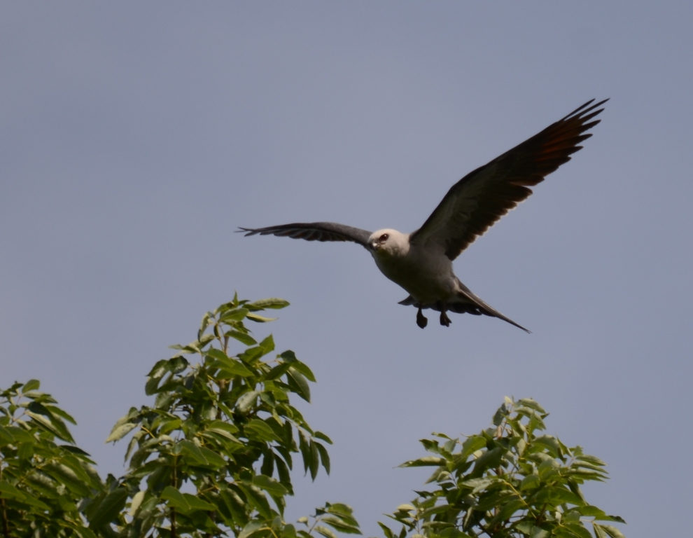 Ohio Birds and Biodiversity Mississippi Kite update