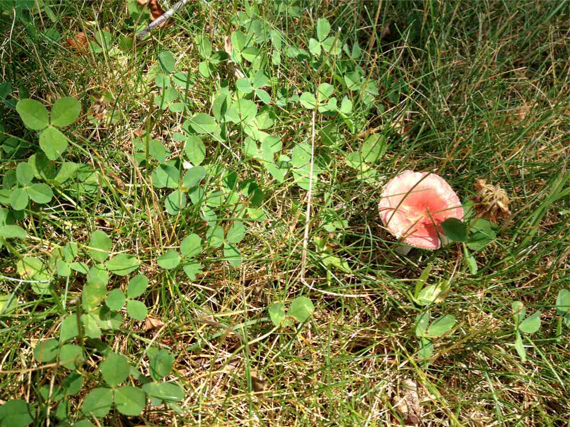 Nikko The Whippet A Poisonous Mushroom
