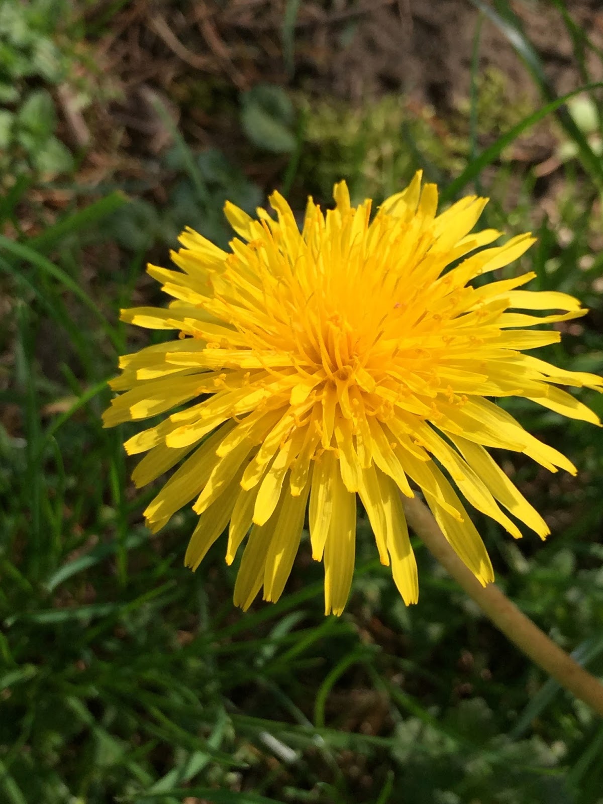 Shirley's World Some Weeds Are Really Wild Flowers.