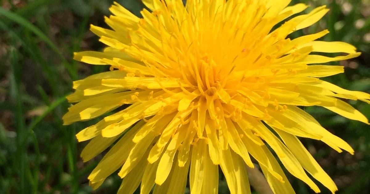 Shirley's World Some Weeds Are Really Wild Flowers.