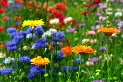 Flores para adornar jardin
