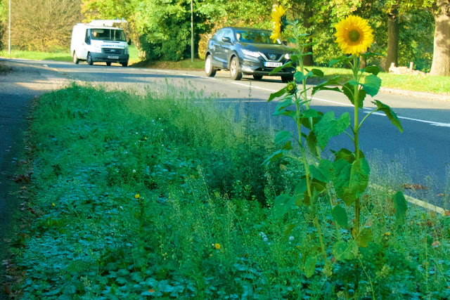 sunflower at the side of the road