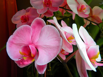 Orchids