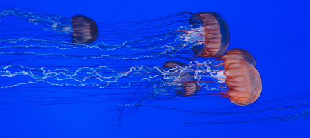 Medusas